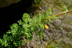 Ursinia abrotanifolia