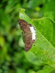 Tagiades ultra