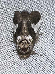 Rifargia apella