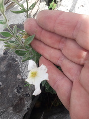 Petunia axillaris