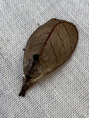 Timocratica meridionalis