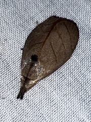 Timocratica meridionalis