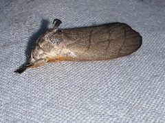 Timocratica meridionalis