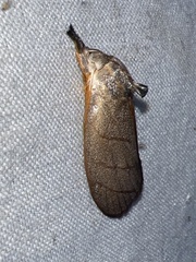 Timocratica meridionalis
