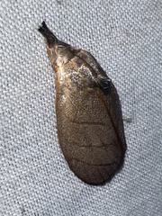 Timocratica meridionalis