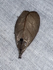 Timocratica meridionalis