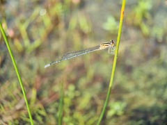 Pseudagrion australasiae