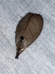 Timocratica meridionalis
