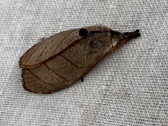 Timocratica meridionalis