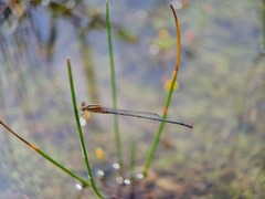 Pseudagrion australasiae