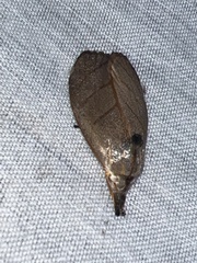 Timocratica meridionalis