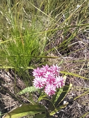 Lachnospermum umbellatum