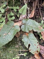 Stegnogramma wilfordii