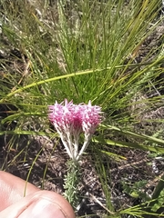 Lachnospermum umbellatum