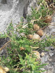 Blumenbachia insignis