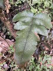 Stegnogramma wilfordii