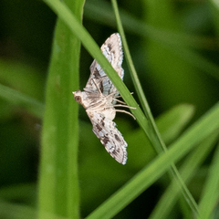 Sameodes cancellalis