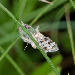 Sameodes cancellalis