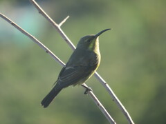Nectarinia famosa famosa