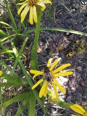 Senecio pinifolius