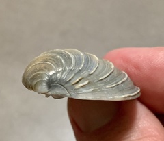 Bivalvia