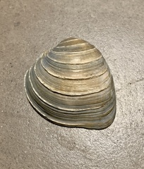 Bivalvia