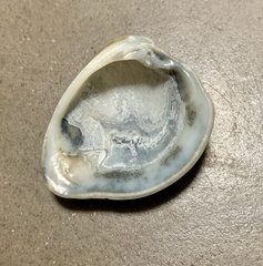 Bivalvia