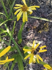 Senecio pinifolius