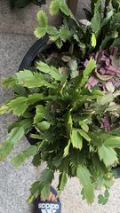 Schlumbergera truncata