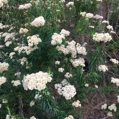 Ozothamnus ferrugineus