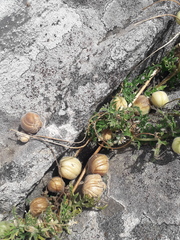 Blumenbachia insignis