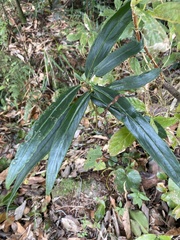 Ardisia crispa