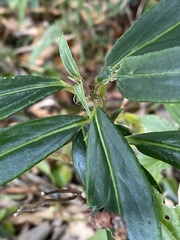 Ardisia crispa