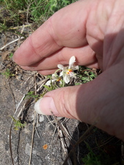 Blumenbachia insignis