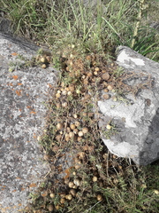 Blumenbachia insignis