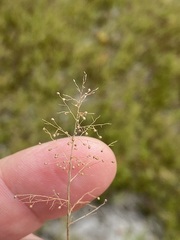 Dichanthelium wrightianum