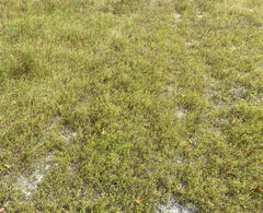 Dichanthelium wrightianum