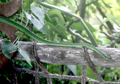 Philothamnus punctatus