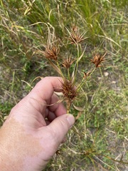 Rhynchospora macrostachya