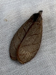 Timocratica meridionalis