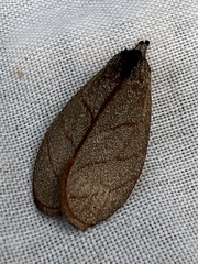 Timocratica meridionalis