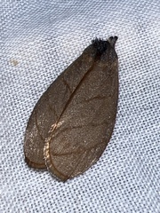 Timocratica meridionalis