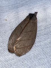 Timocratica meridionalis