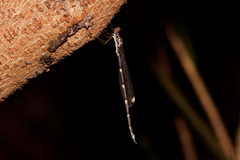 Episynlestes albicaudus