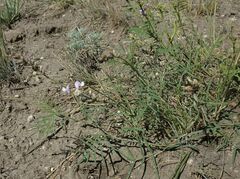 Astragalus silvisteppaceus
