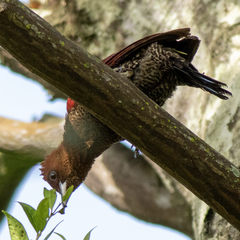 Chrysophlegma miniaceum