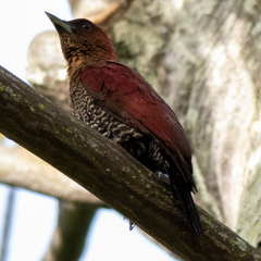 Chrysophlegma miniaceum