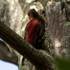 Chrysophlegma miniaceum
