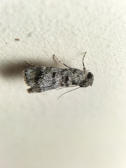Stericta