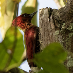 Chrysophlegma miniaceum